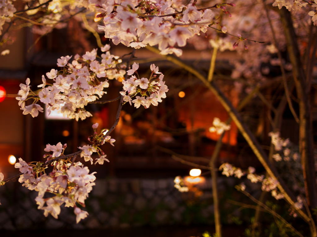 白川の桜