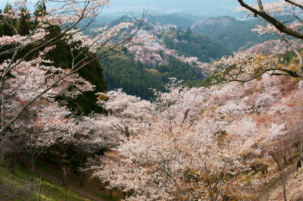 吉野の桜