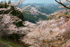 吉野の桜