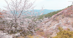 吉野の桜