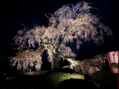 円山公園