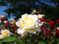 バラ園です