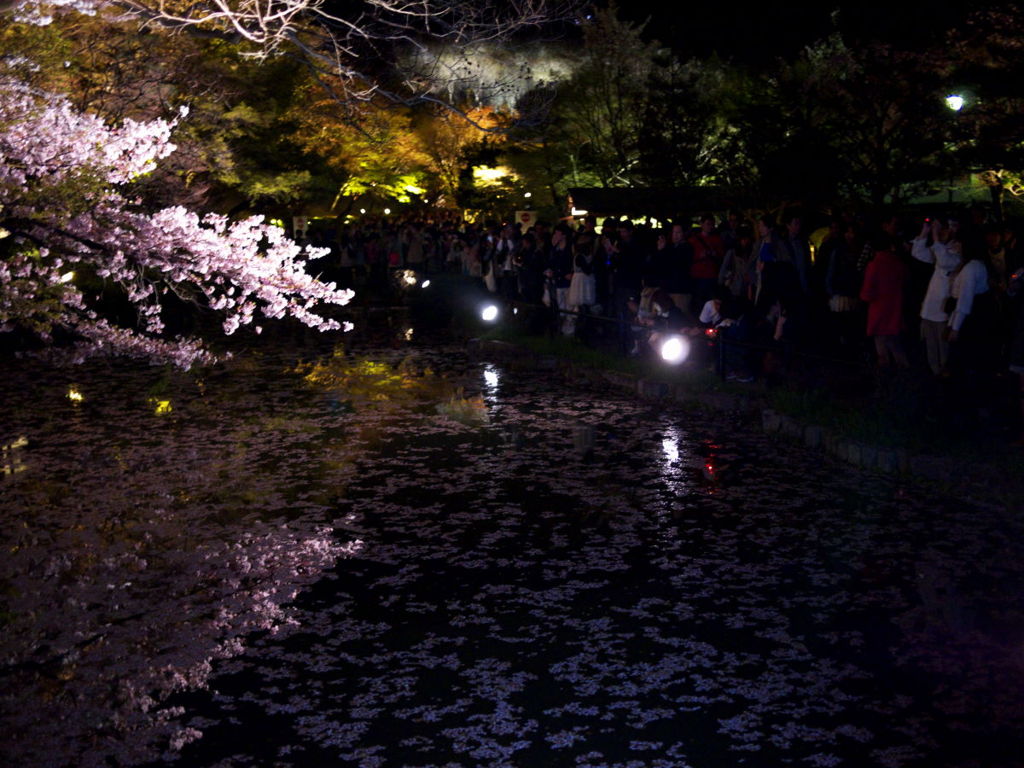 京都清水寺で桜を見るひとたち