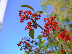 P1010412