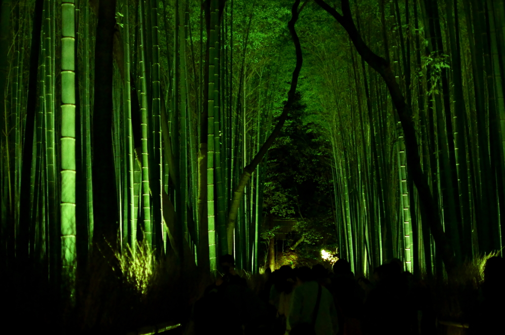 竹林