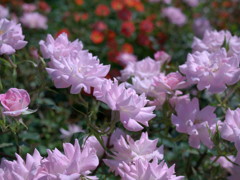 バラ園です