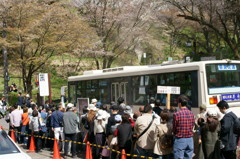 吉野の桜