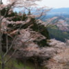 吉野の桜