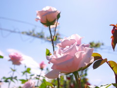 バラ園です