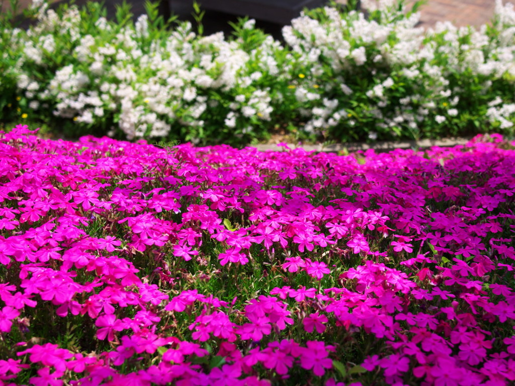 芝桜