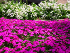 芝桜