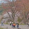 吉野の桜