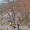 吉野の桜