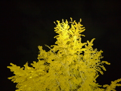 P1010654