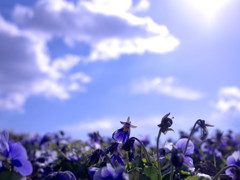 むらさき光