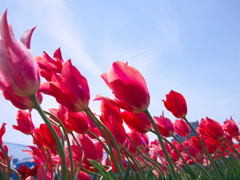 北島チューリップ公園