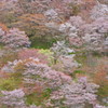 吉野の桜