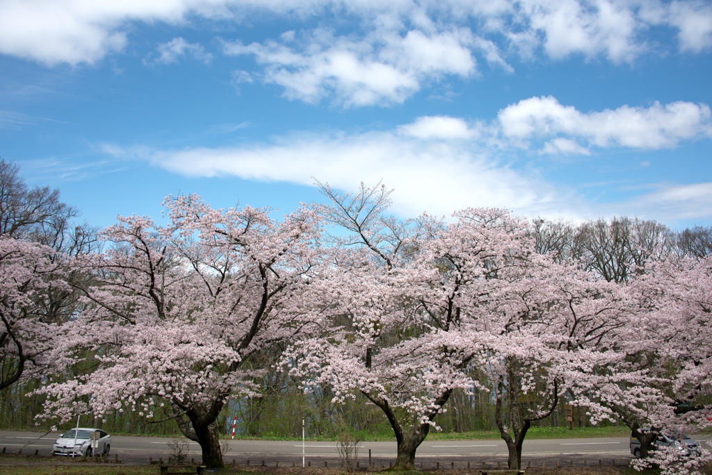 桜！