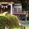 冬を待つ銀杏
