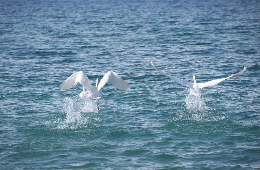 白鳥の湖！