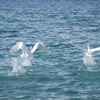 白鳥の湖！