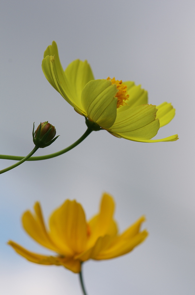 幸運の花