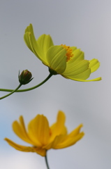 幸運の花