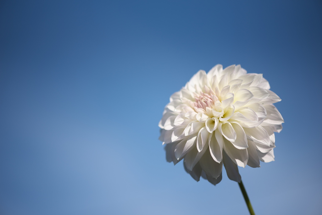 白い花嫁