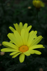 幸運の花