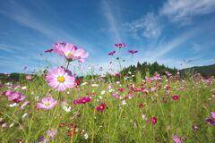 秋桜の楽園！