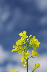 何の花だ？