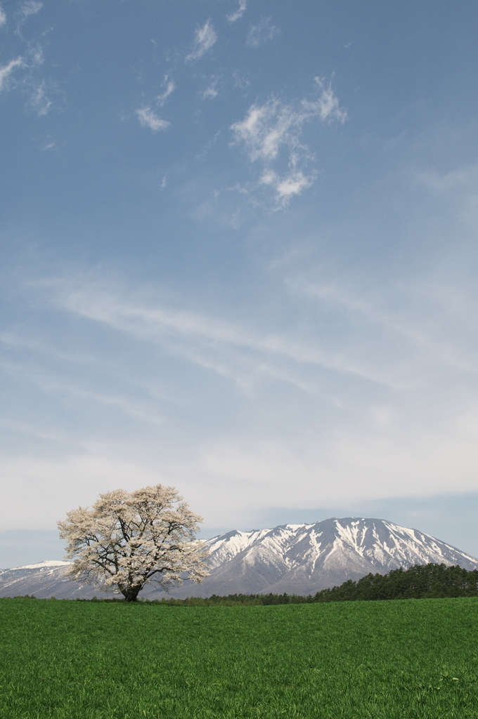 １４.一本桜