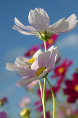 初恋の花^^