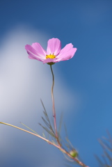 乙女心と秋の空