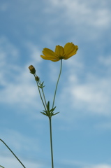 Y