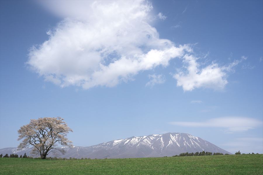 一本桜！