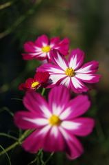 秋桜
