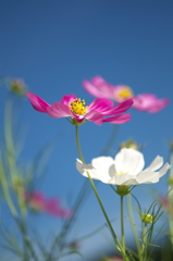 女心と秋の花