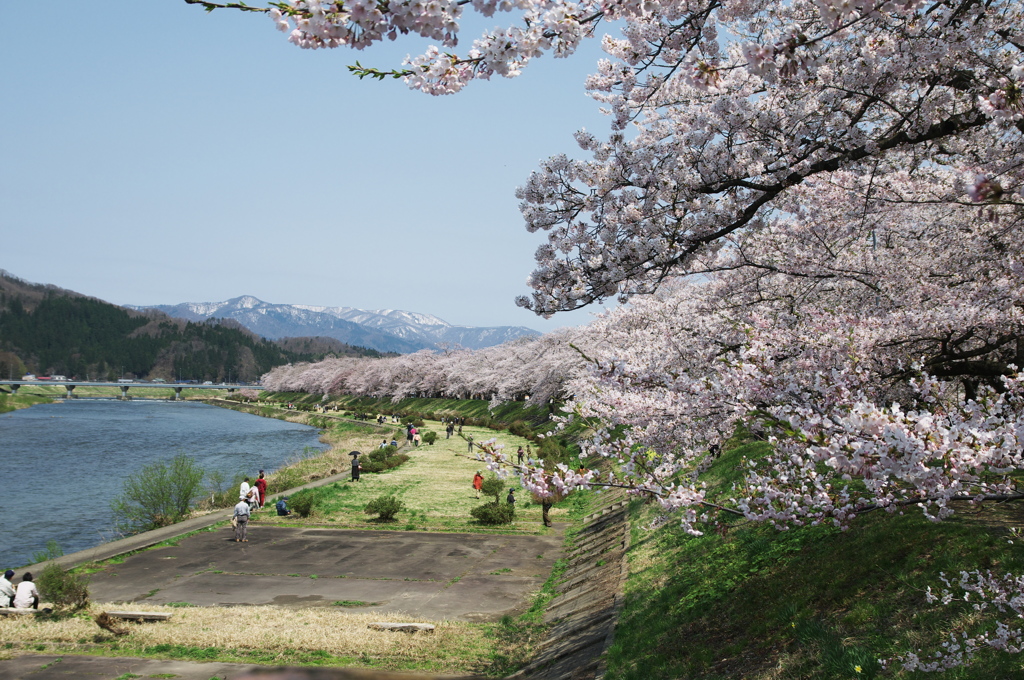 桜爛漫