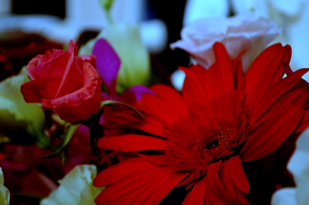 GERBERA