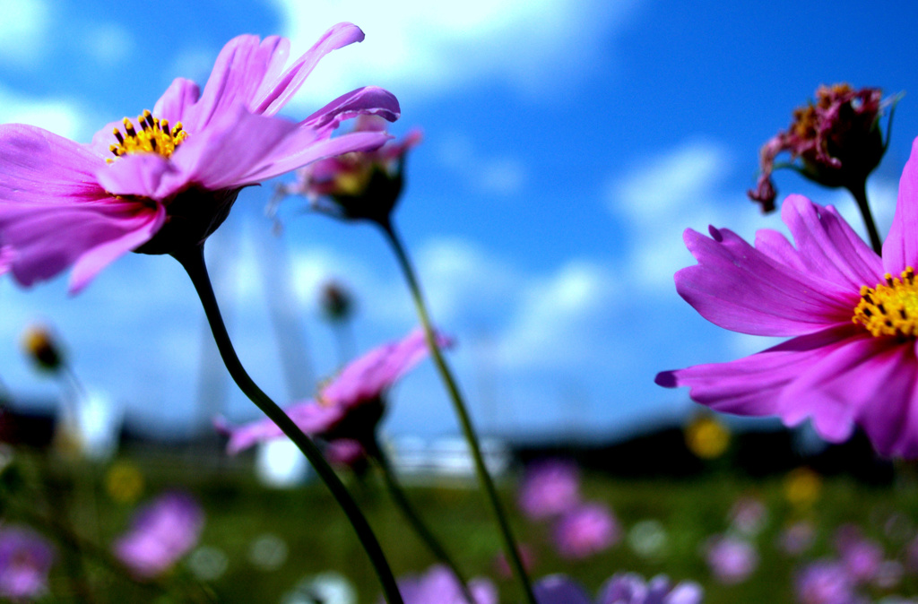 秋桜