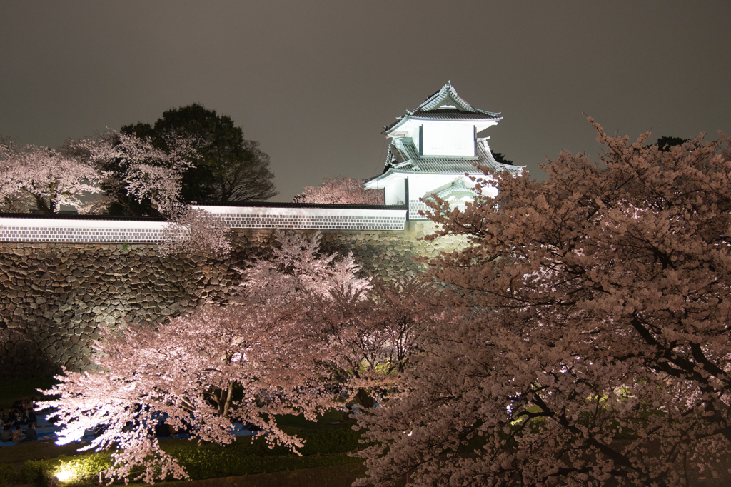 兼六園の夜桜