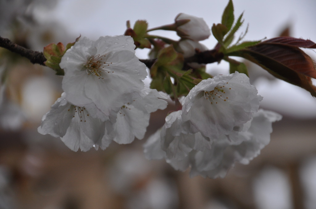 桜2011.04