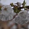 桜2011.04