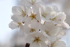 H25.4桜