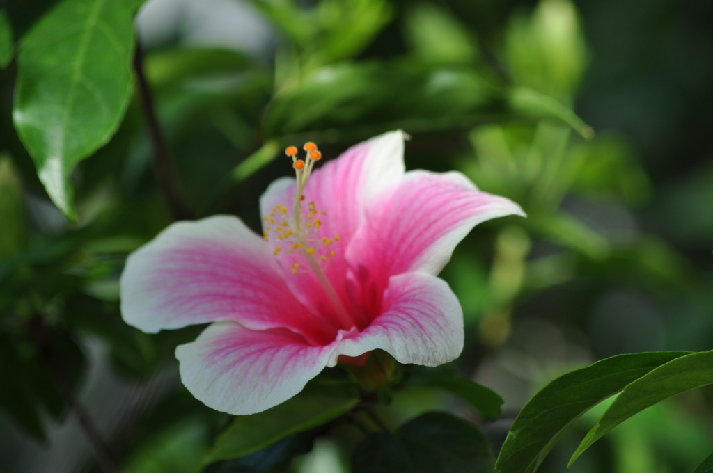 氷見市海浜植物園にて！
