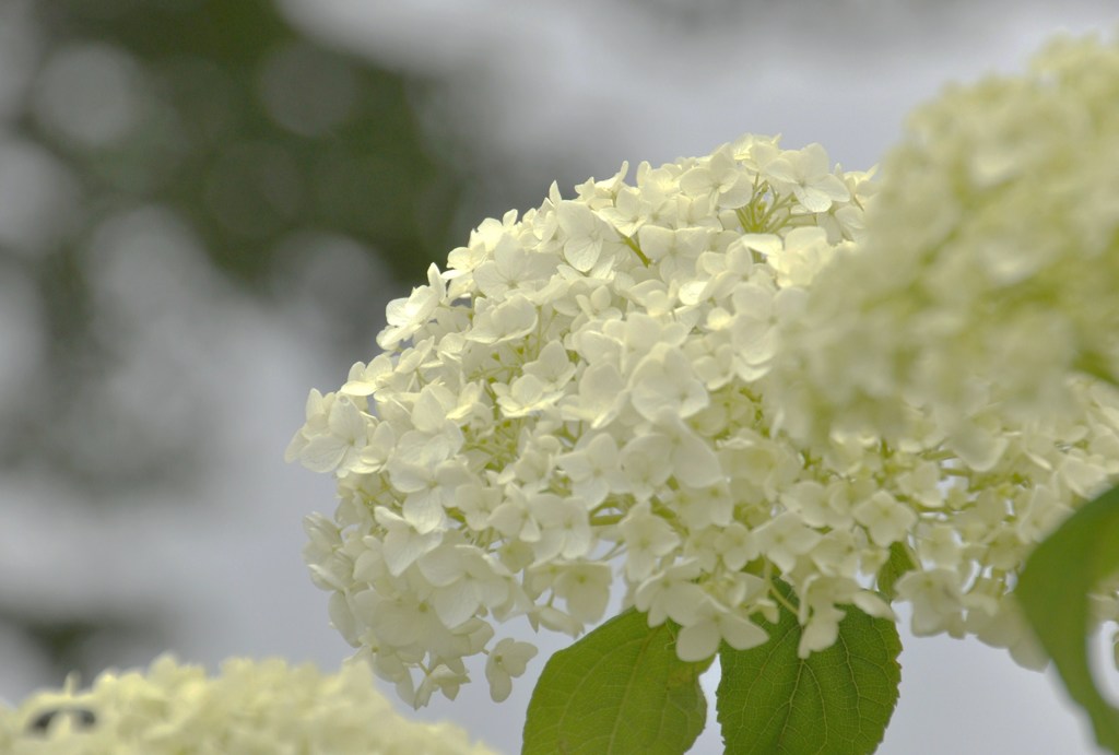 A white sweetheart