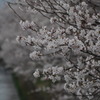桜2011.04