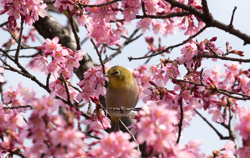 『桜にメジロ』