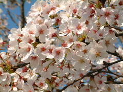 岸渡川　桜